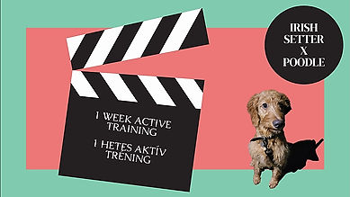 Irish Setter x Poodle - 1 week active training